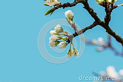 Blooming white flowers on a cherry branch Stock Photo