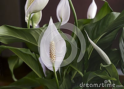 Blooming white flowers spathiphyllum. Stock Photo