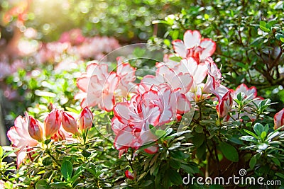 Blooming white gently pink Rhododendron Azalea spring time Stock Photo