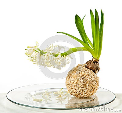 Blooming white hyacinth flower Stock Photo