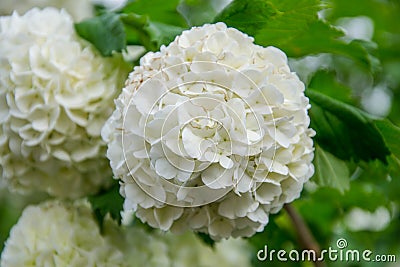 Blooming white hydrangeas Hydrangea arborescens , white blossoms in the garden. White bush with green leaves Stock Photo