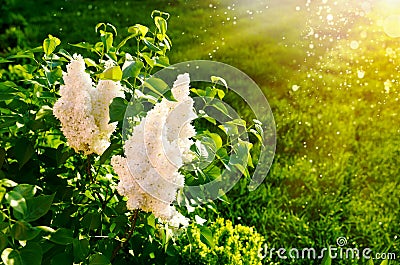 Blooming white lilac on background green lawn Stock Photo