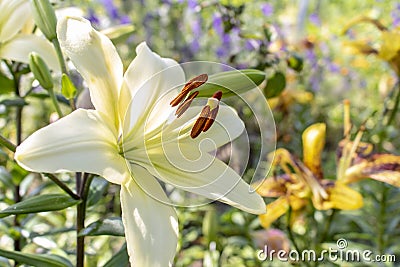 Blooming white Lily. Close up. Selective focus Stock Photo