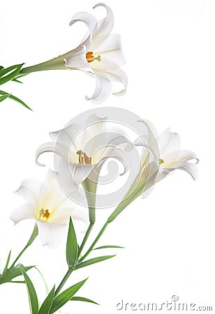 Blooming white lily on the white backgroup Stock Photo