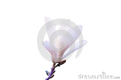Blooming white magnolia flower isolated Stock Photo