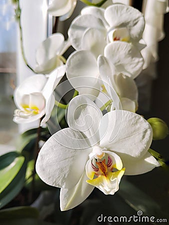 Blooming white orchid homeplant on a window with natural light. Blossom of white orchids in a spring time. Macro shot of orchids, Stock Photo