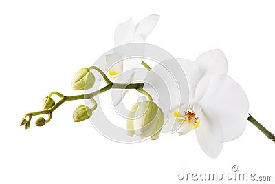 Blooming white orchid isolated from the background. Branch of beautiful blooming flowers Stock Photo