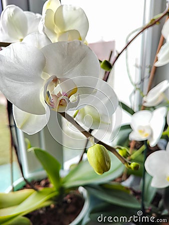Blooming white orchidon a window with natural light. Blossom of white orchids in a spring time. Macro shot of orchids, close up Stock Photo