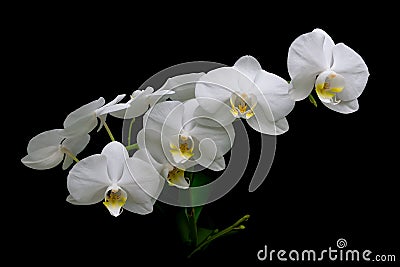 Blooming white orchids on a black background closeup Stock Photo