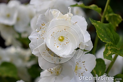 Blooming white philadelphus Stock Photo