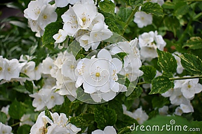 Blooming white philadelphus Stock Photo