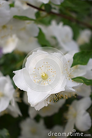 Blooming white philadelphus Stock Photo