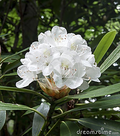 Blooming white Rhododendron, Great Smoky Mountains National Park Stock Photo