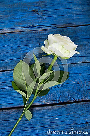 Blooming white rose on blue wooden background Stock Photo