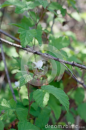 RUBUS URSINUS STAMINATE BLOOM - BALLONA FWM - 032221 D Stock Photo