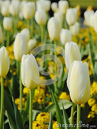 Blooming white tulip Stock Photo