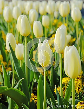 Blooming white tulip Stock Photo