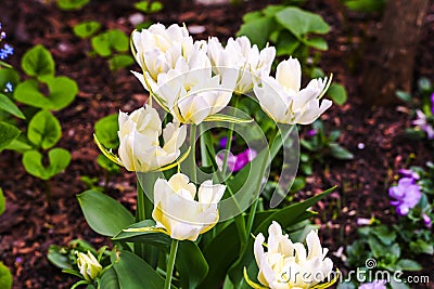 Blooming white tulips with colorful floral background. Festive romantic photo for poster, print, wedding, invitation card, nature Stock Photo