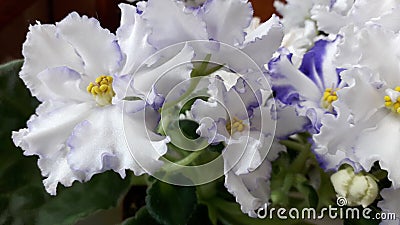 Blooming white uzambara violet. Saintpaulia. Flowering indoor plants. Stock Photo
