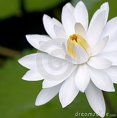 Blooming White Water Lily Flower Stock Photo