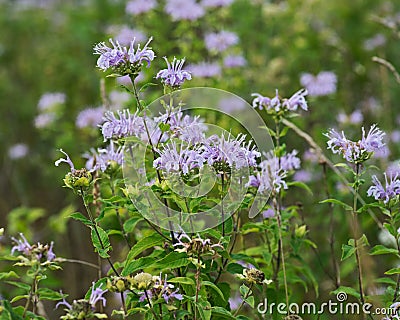 Blooming Wild Bergamot. Bee attracting field flowers. Monarda fistulosa. Bee balm, a wildflower in the mint family Stock Photo