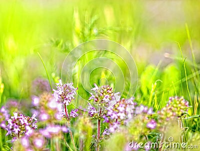 Blooming wild flower - Thyme Stock Photo