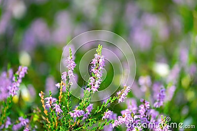 Blooming wild pink violet heather flowers in forest at autumn day. Colorful traditional October flower Stock Photo