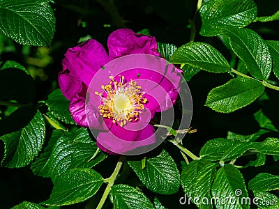 Blooming wild rose flower macro, shallow DOF, selective focus, shallow DOF Stock Photo