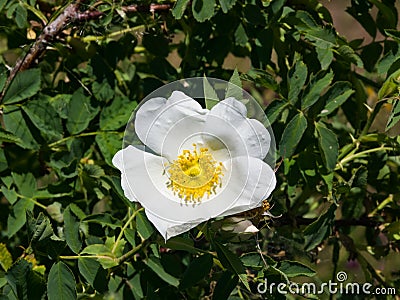 Blooming wild rose white flower macro, shallow DOF, selective focus, shallow DOF Stock Photo