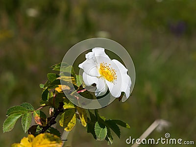 Blooming wild rose white flower macro, shallow DOF, selective focus, shallow DOF Stock Photo