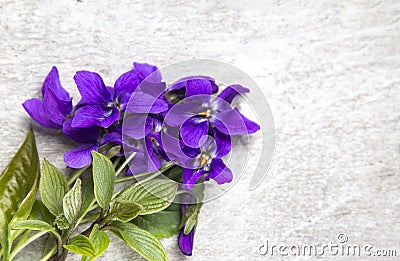 Blooming wild violets flowers on wood background Stock Photo