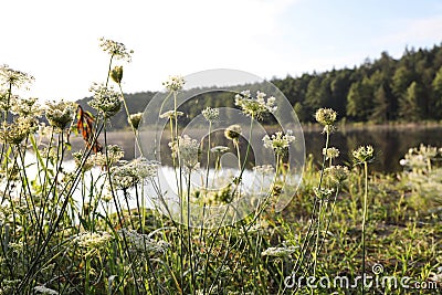 Blooming wildflowers near lake Stock Photo