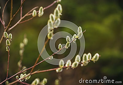 Blooming willow branch Stock Photo