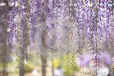 Blooming wisteria flower Stock Photo