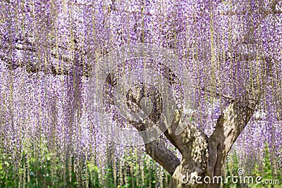 Blooming wisteria flower Stock Photo