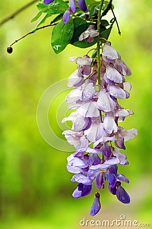 Blooming wisteria hanging from branch Stock Photo