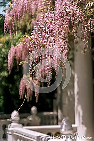 Blooming wisteria pink vine blossoms climbing along the top of pavilion and its white stone columns on a sunny spring day. Natural Stock Photo