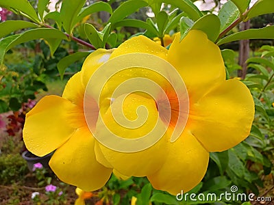 Blooming yellow Alamanda flowers Stock Photo