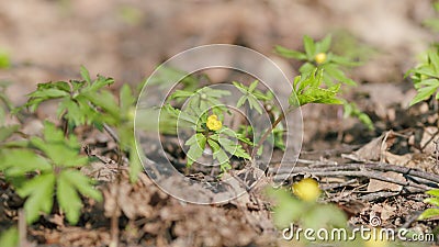 Blooming yellow anemone. Species of herbaceous perennial plant. Nature background. Stock Photo