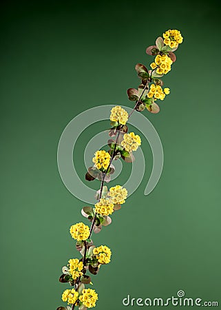 Blooming yellow barberry on a green background Stock Photo