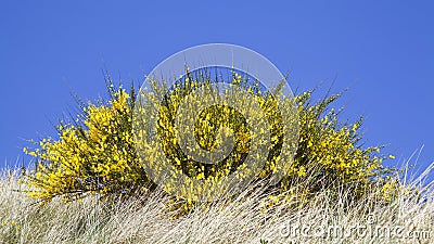 Blooming yellow broom Stock Photo