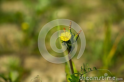 Blooming yellow Carolina desert-chicory flowers Stock Photo