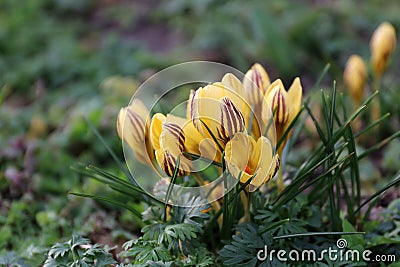 Blooming yellow striped crocuses. Crocus Chrisanthus Gipsy Girl. For seed or bulb packaging design. Stock Photo