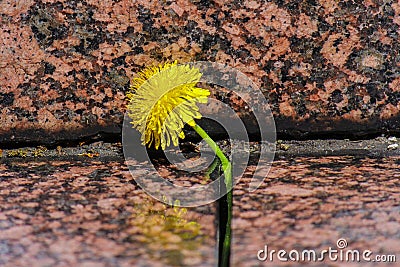 Blooming yellow dandelion grows in a crack among the granite stones. Close up Stock Photo