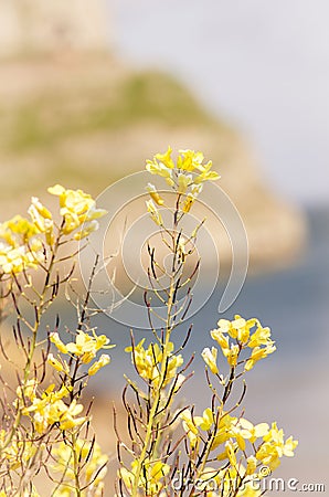 Blooming yellow flowers in Llandudno Wales, Cymru Stock Photo