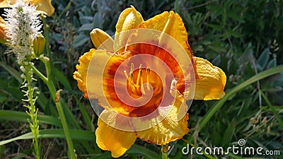 Blooming hemerocallis of large-flowered sort Fooled Me closeup. Stock Photo