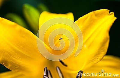 Blooming yellow lily flower with tiny spider Stock Photo