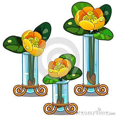 Blooming yellow Nuphar lutea in glass vase. Vector Vector Illustration
