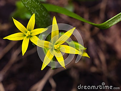 Blooming Yellow Star-of-Bethlehem Gagea lutea closeup, selective focus, shallow DOF Stock Photo