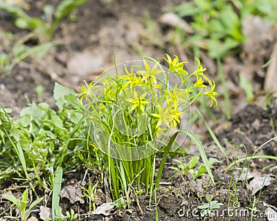 Blooming Yellow Star-of-Bethlehem, Gagea lutea, closeup, shallow DOF, selective focus Stock Photo